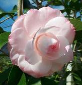 Willard Scott Camellia, Camellia japonica 'Willard Scott'